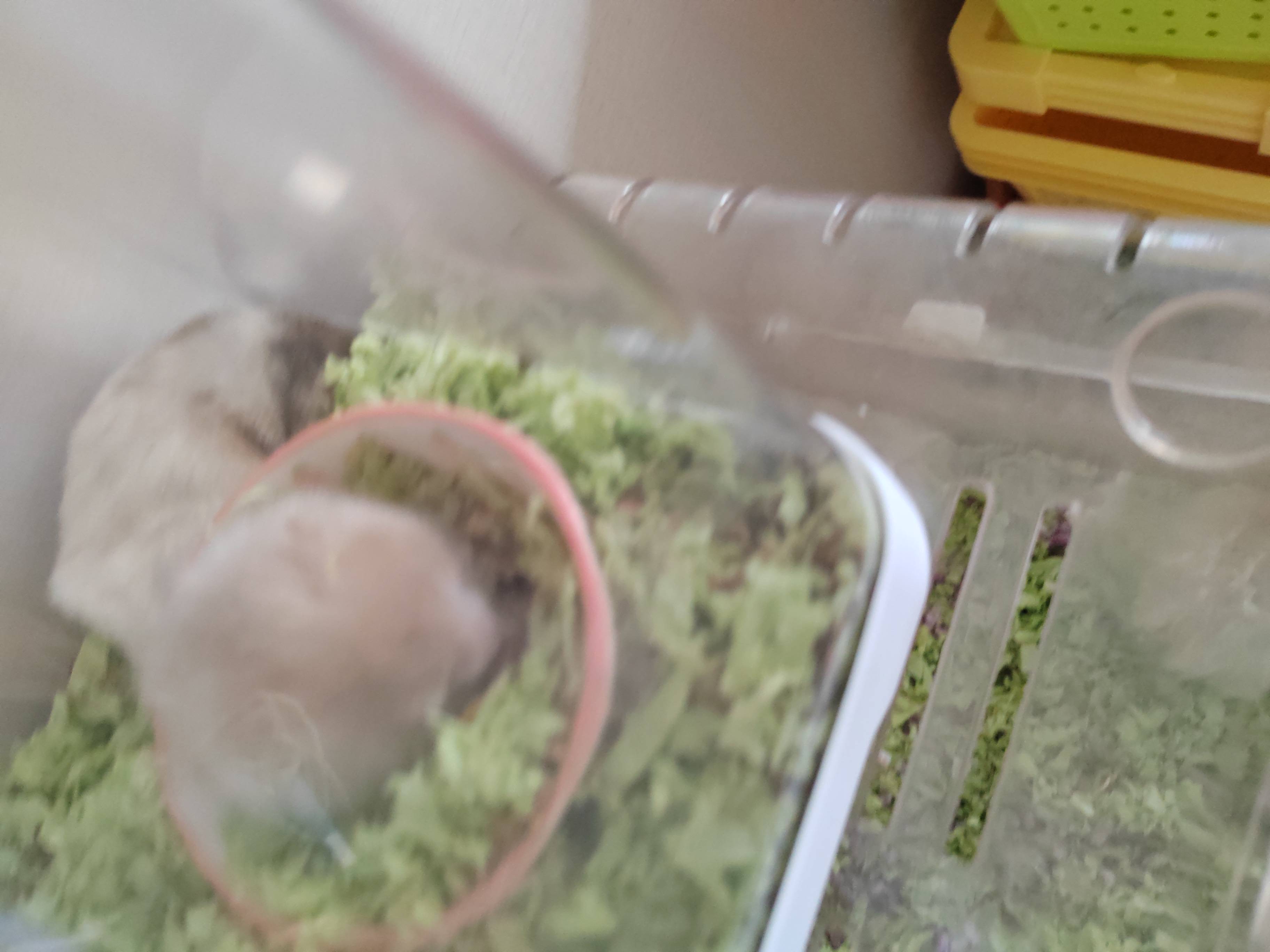 仓鼠